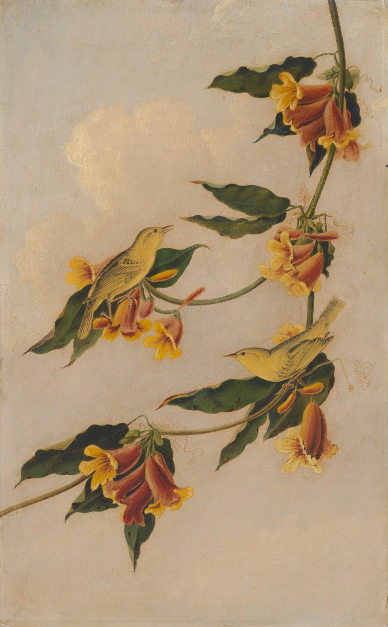 Parula gialla da Joseph Bartholomew Kidd
