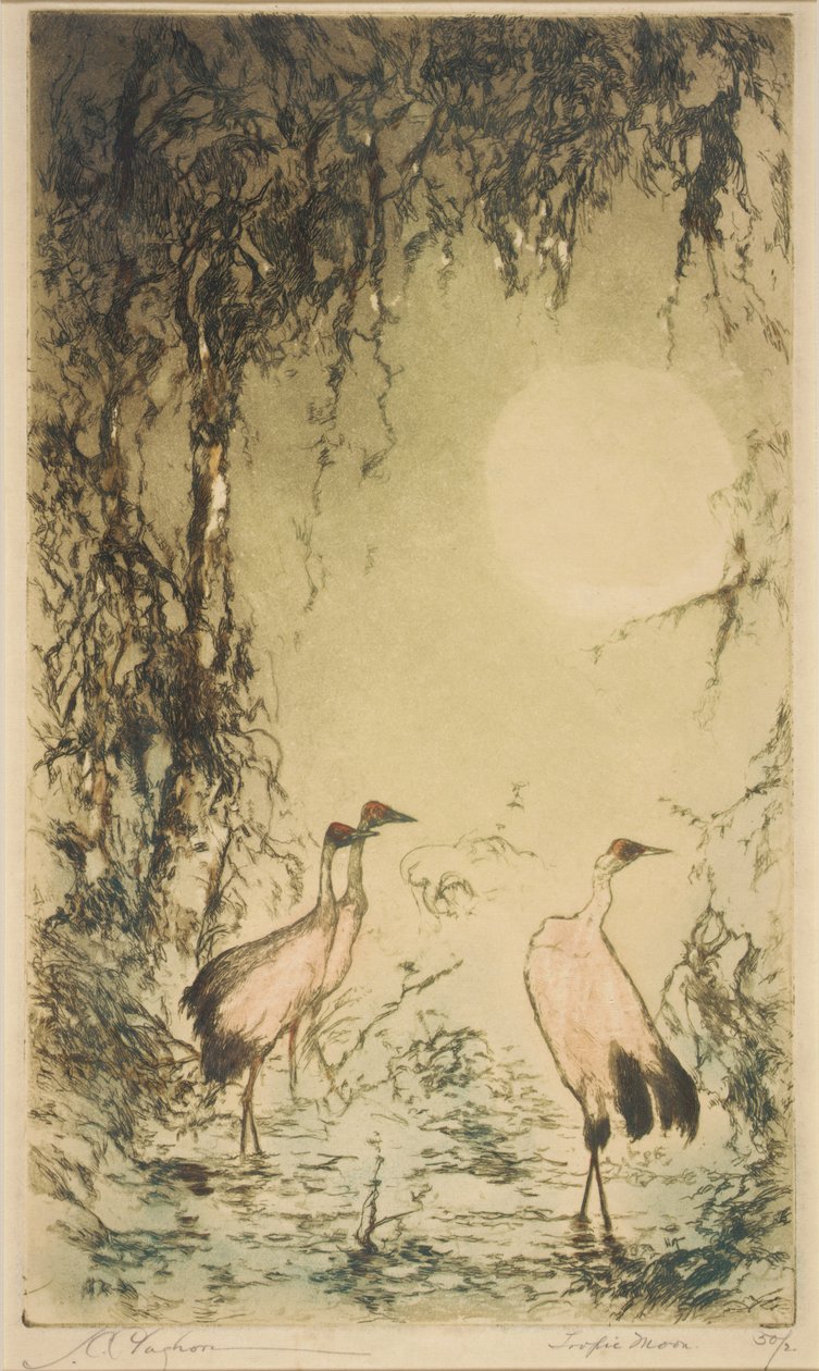 Luna tropicale da Joseph C. Claghorn