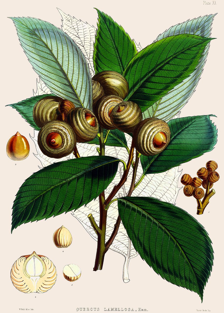 Quercus lamellosa, 1890 da Joseph Dalton Hooker