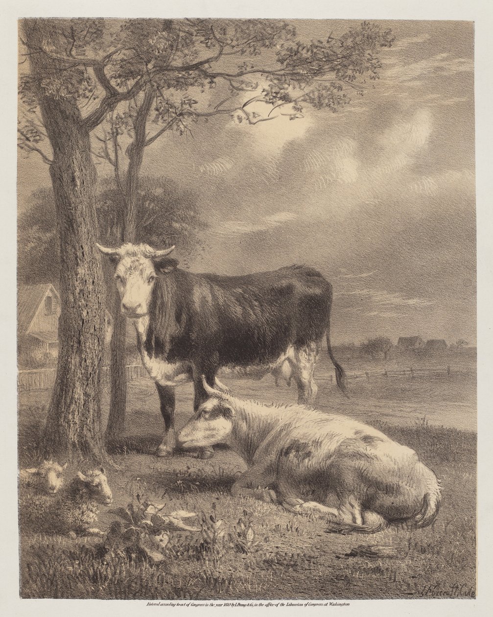 Bovini che ruminano da Joseph Foxcroft Cole