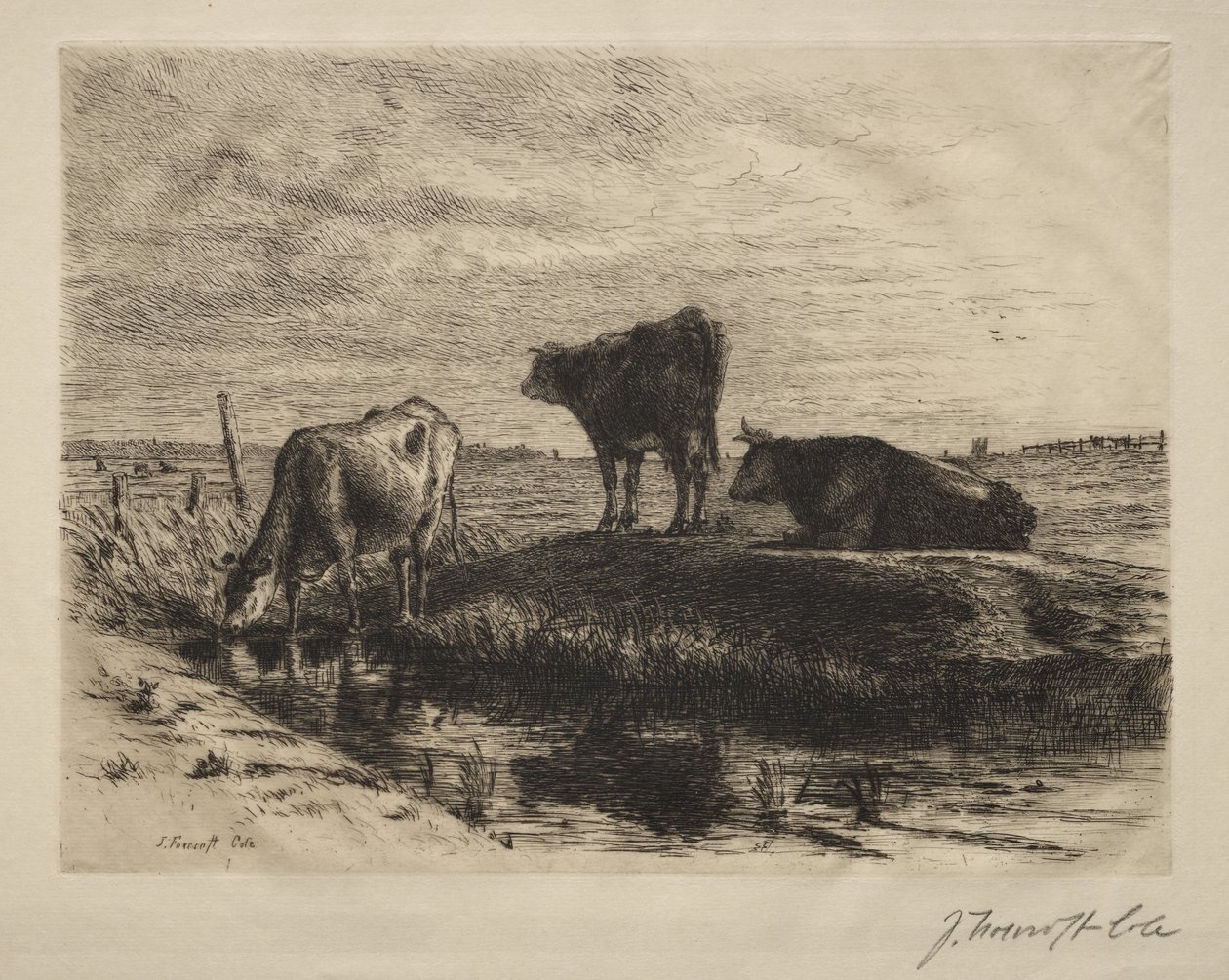 Le tre mucche da Joseph Foxcroft Cole