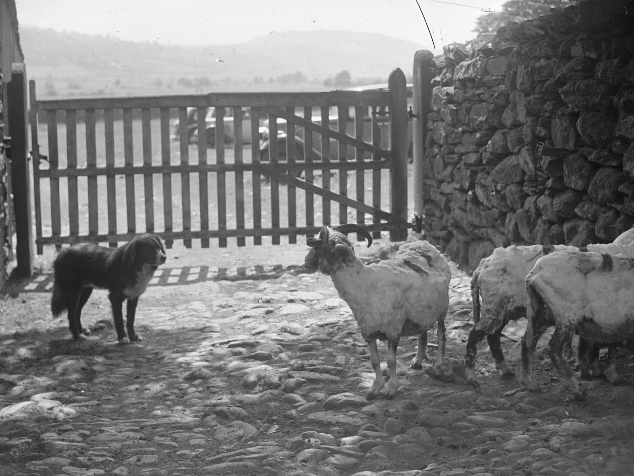 Cane che osserva le pecore tosate da Joseph Hardman