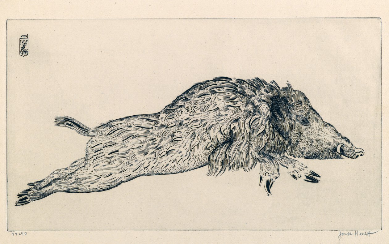 Cinghiale (Le Sanglier) (incisione) da Joseph Hecht