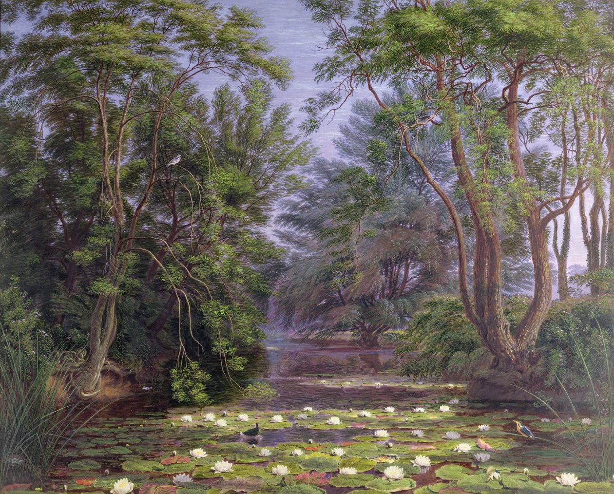Ninfee del fiume Cherwell, 1851 da Joseph Mallord William Turner