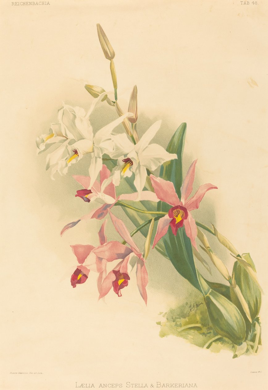 Laelia Anceps Stella & Barkeriana da Joseph Mansell