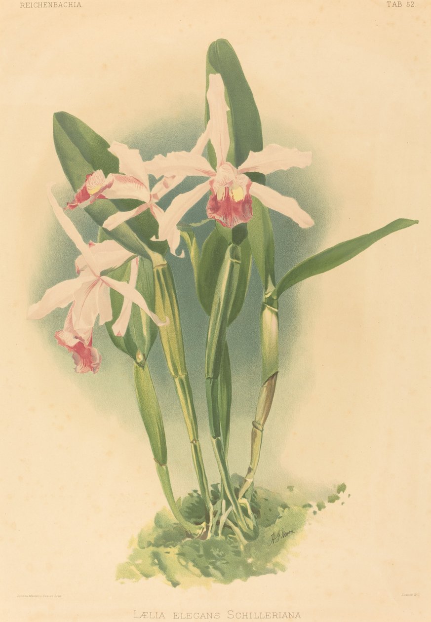 Laelia Elegans Schilleriana da Joseph Mansell