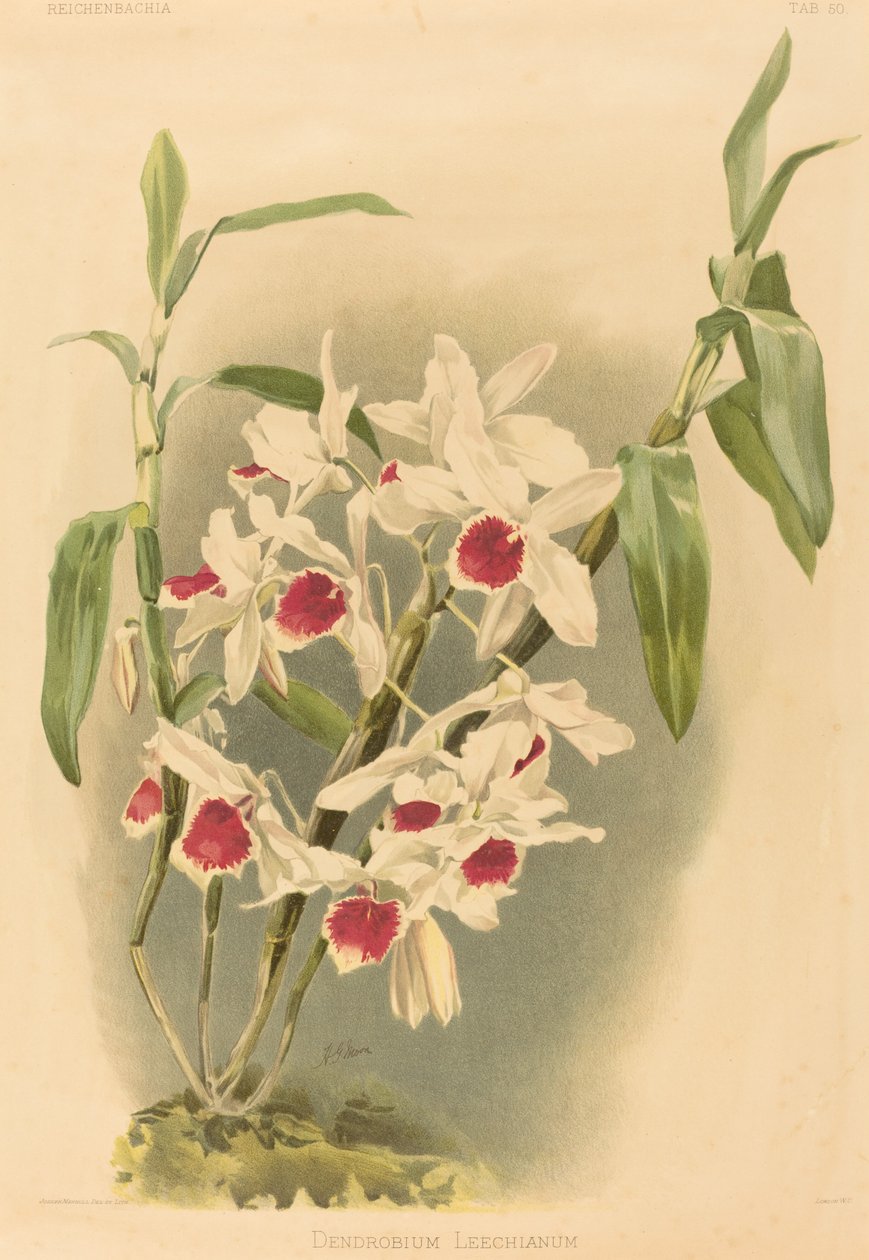 Dendrobium Leechianum da Joseph Mansell after Henry George Moon
