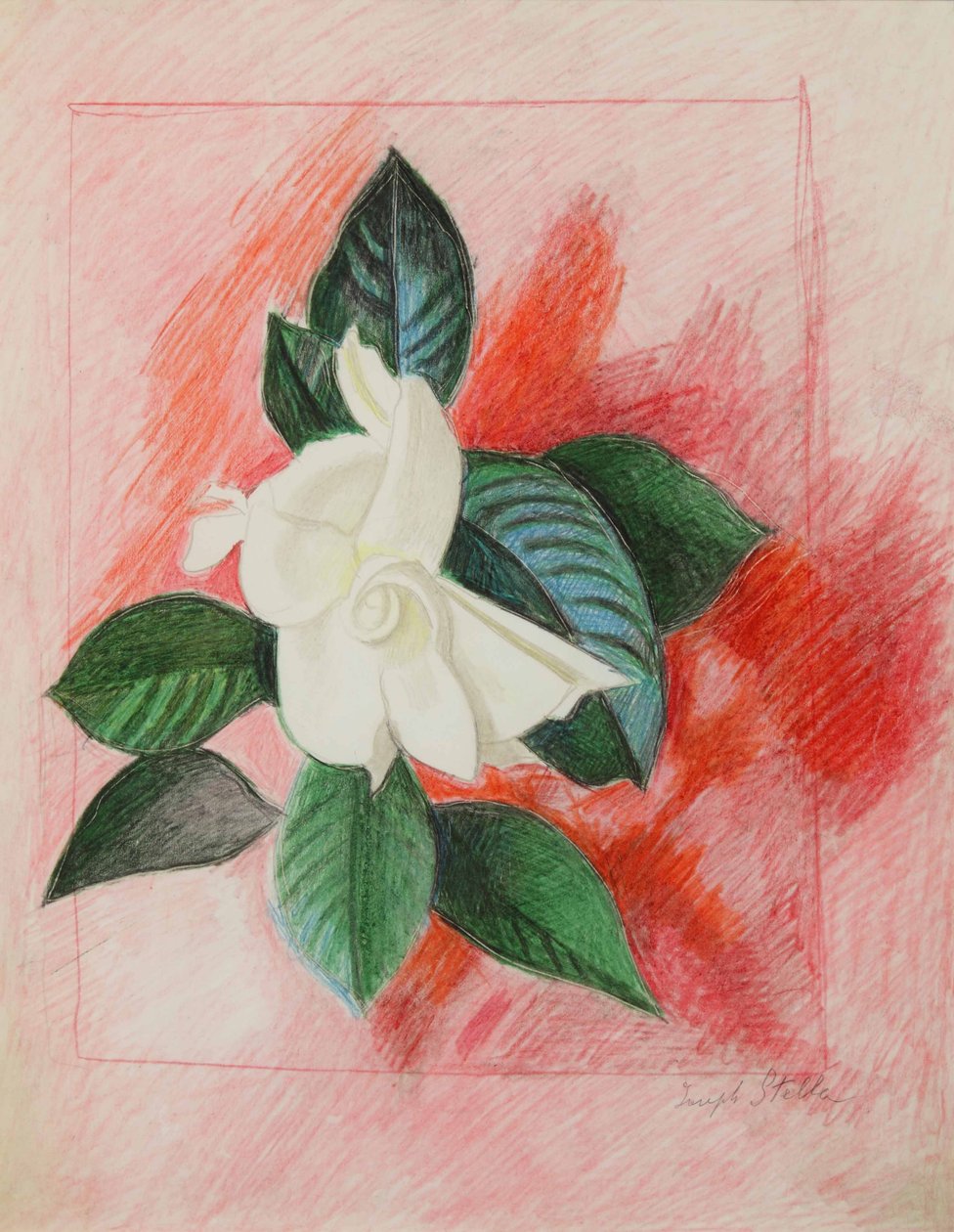 Gardenia, 1940 circa (matita a colori e grafite su carta) da Joseph Stella