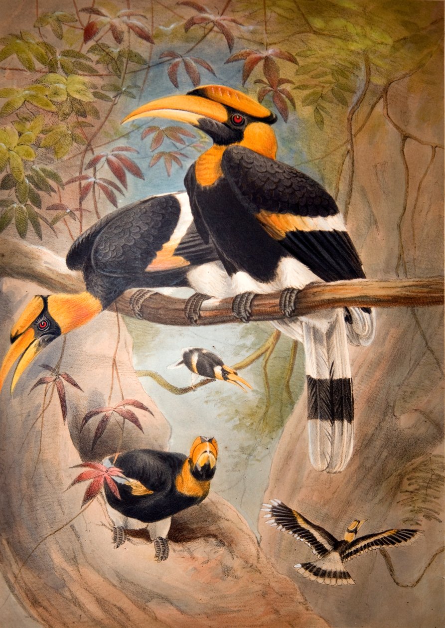Bucero dal casco concavo, 1861 da Joseph Wolf