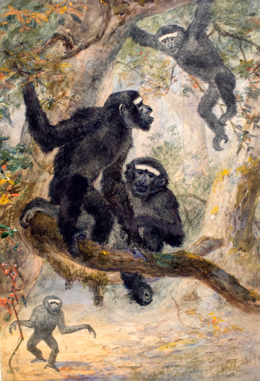 Gibbone Hoolock da Joseph Wolf