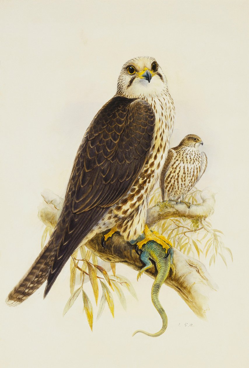 Falco sacro da Joseph Wolf