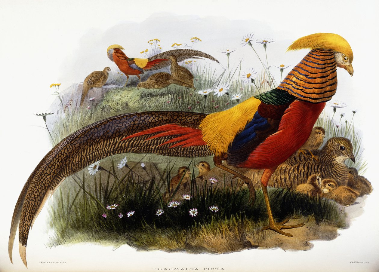 Thaumalea Picta da Joseph Wolf