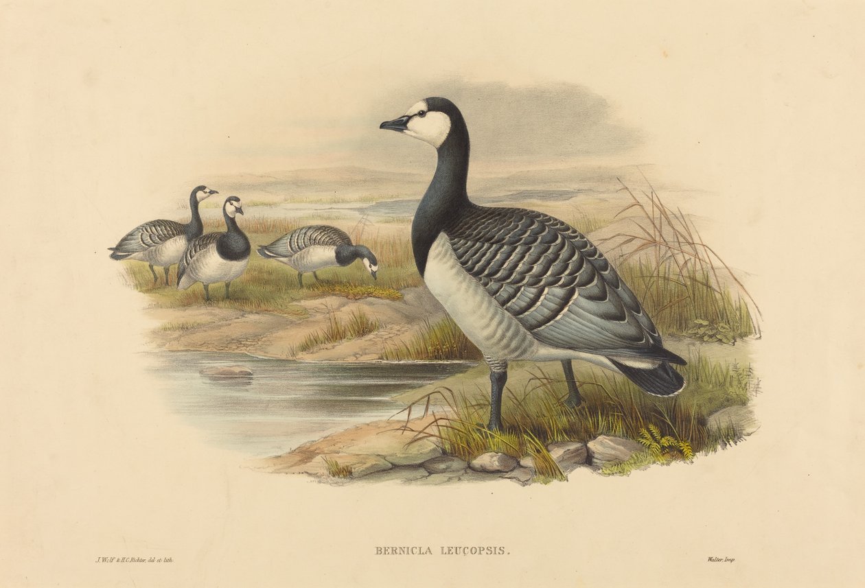 Oca collorosso (Bernicla Leucopsis) da Joseph Wolf and H.C. Richter