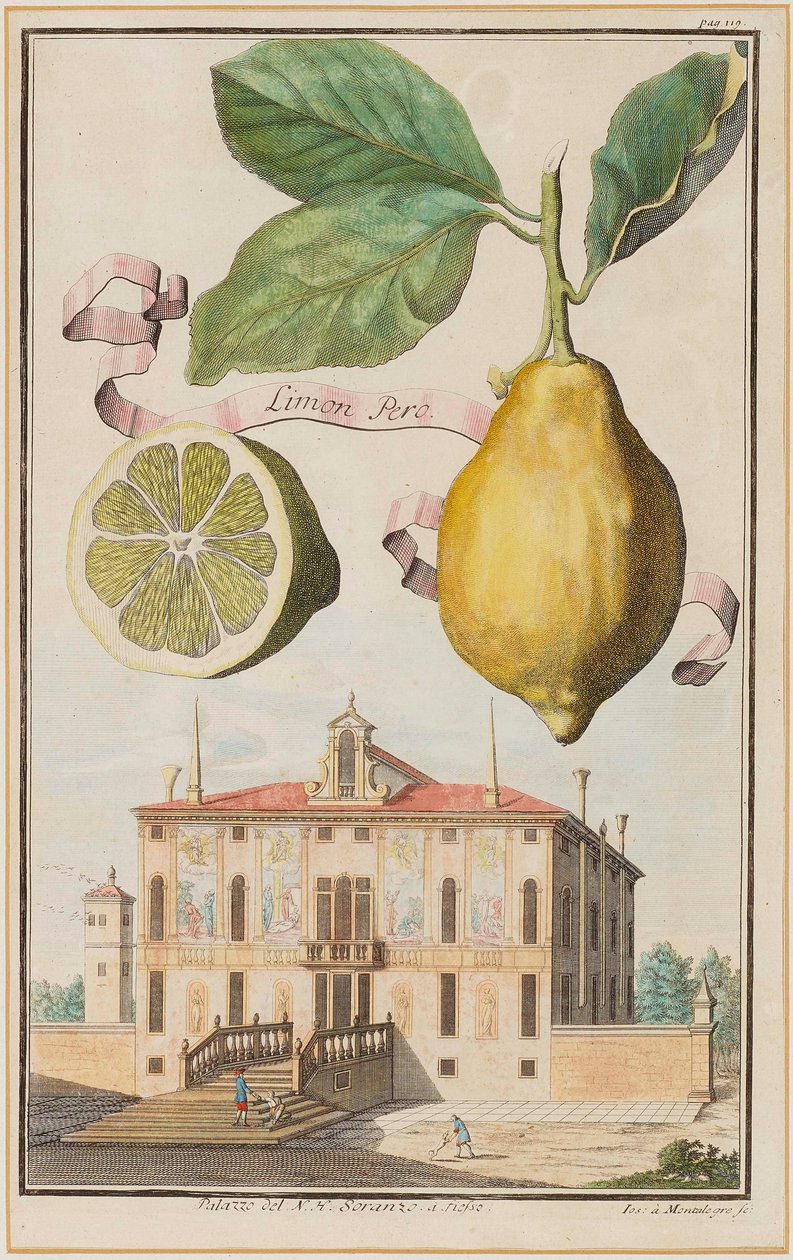 Limon Pero da Joseph de Montalegre
