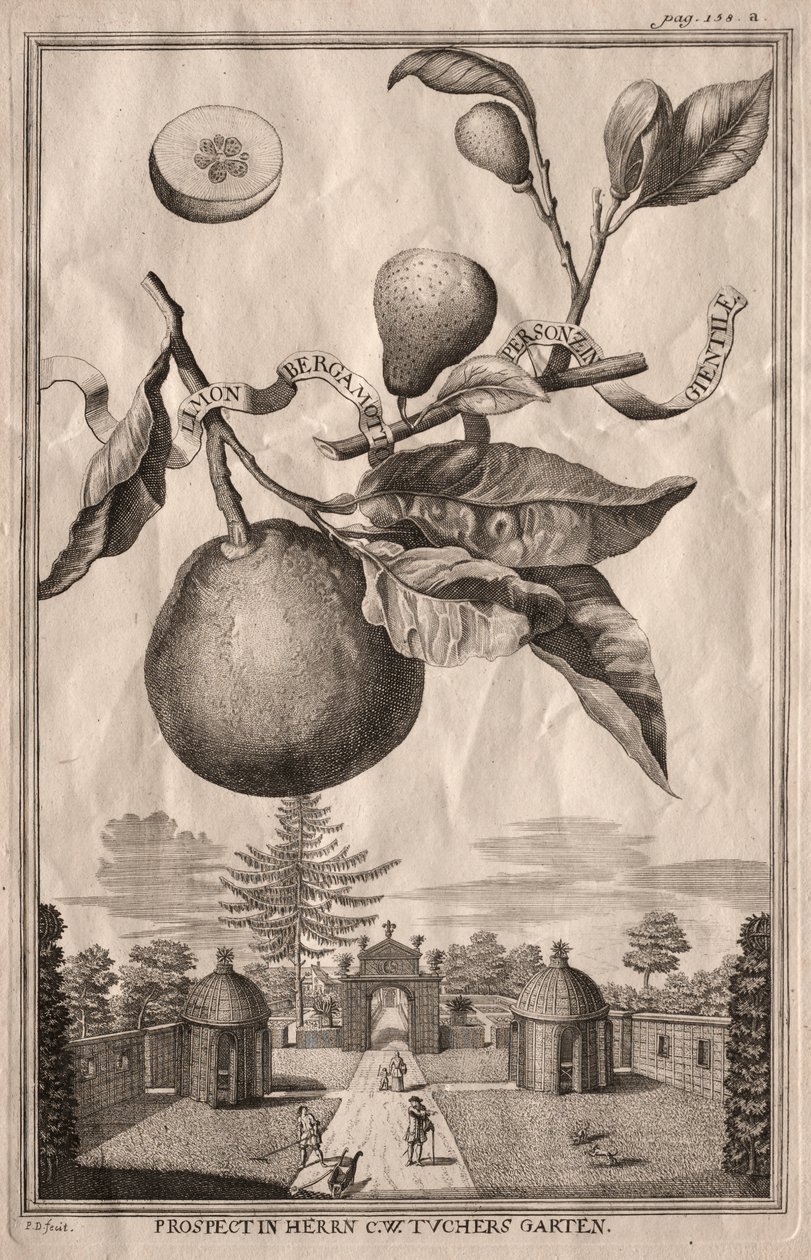 Nurnbergische Hesperides: Limon bergamotto personzin gientile da Joseph de Montalegre
