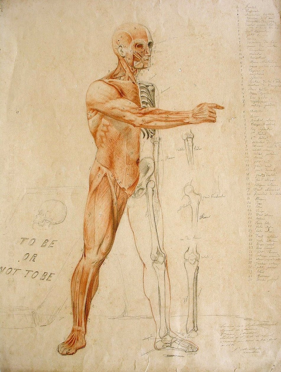 Disegno anatomico da Jules Le Chevrel