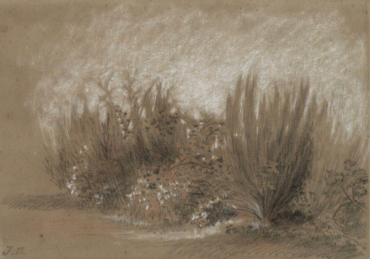Genets et Ronces (Ginestra e rovi) da Jules Dupré