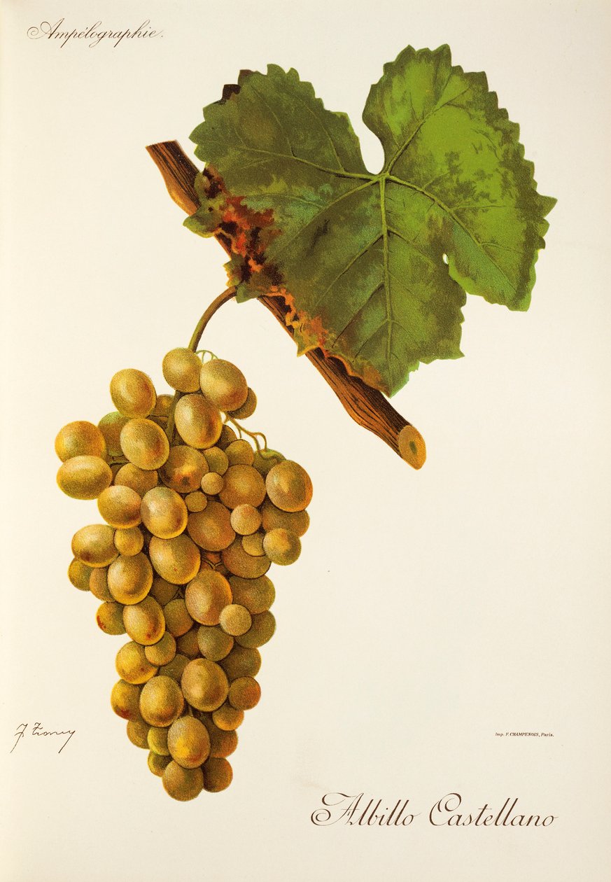 Uva Albillo Castellano da Jules Troncy