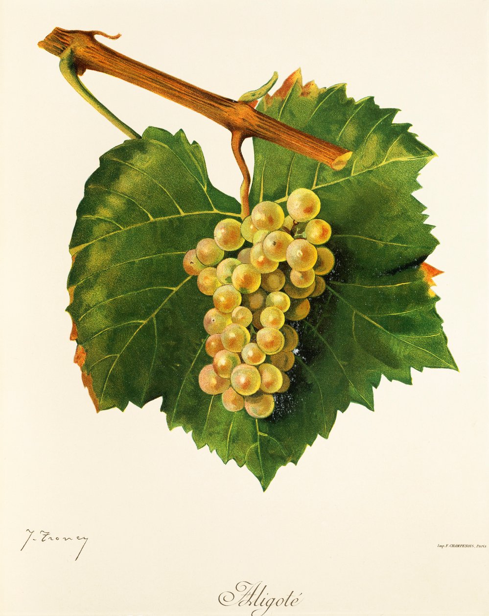 Uva Aligoté da Jules Troncy