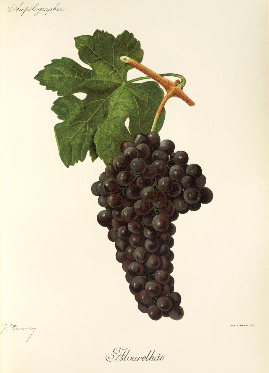 Uva Alvarelhao da Jules Troncy