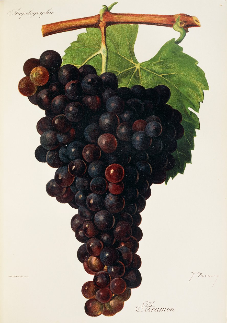 Uva Aramon da Jules Troncy