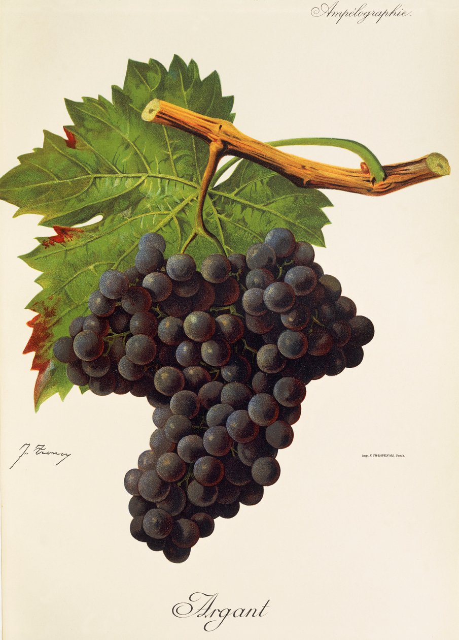 Argant da Jules Troncy
