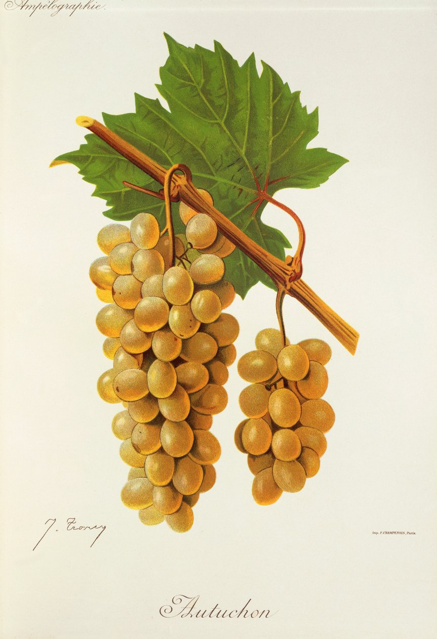 Uva Autuchon da Jules Troncy