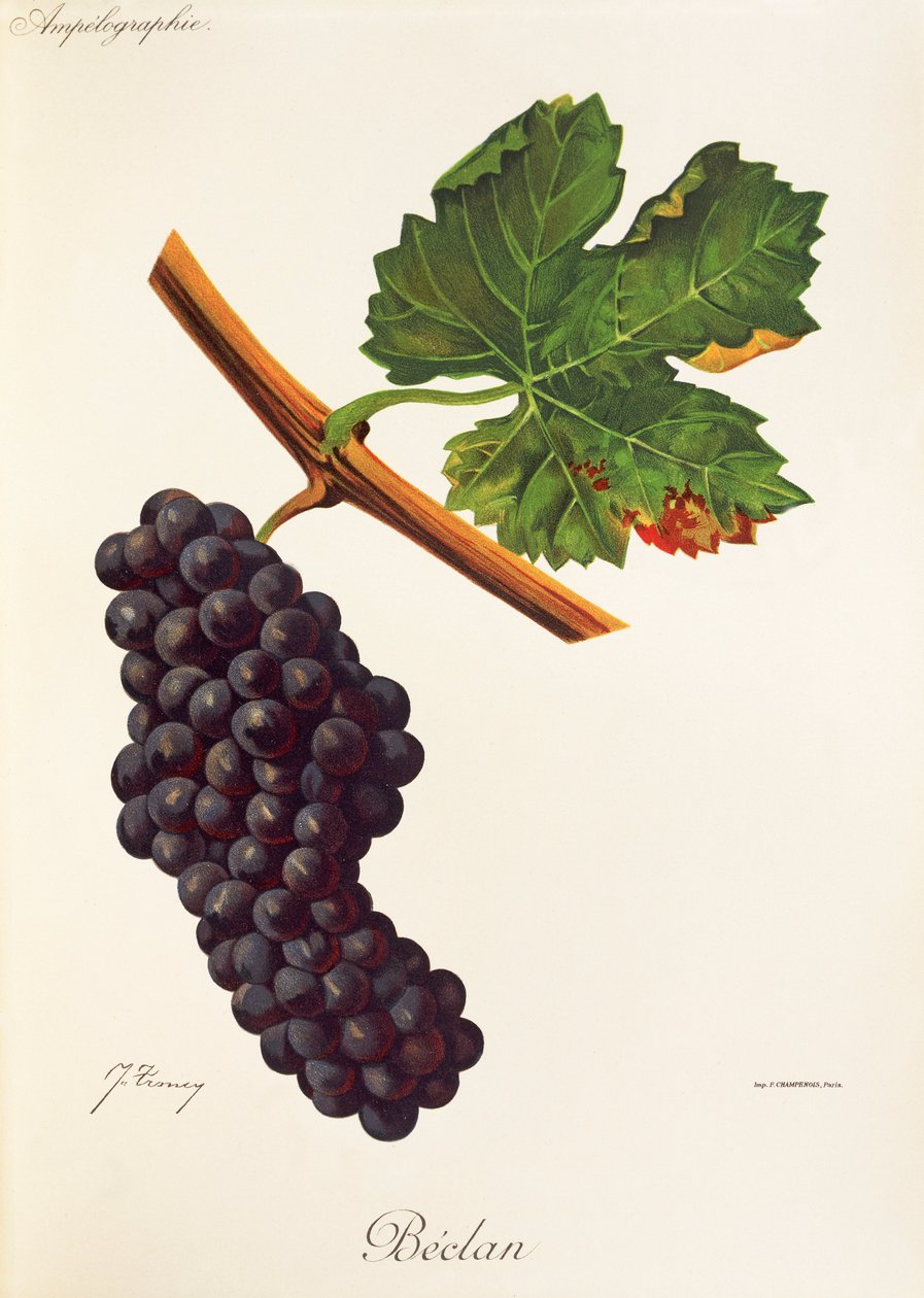 Uva Beclan da Jules Troncy