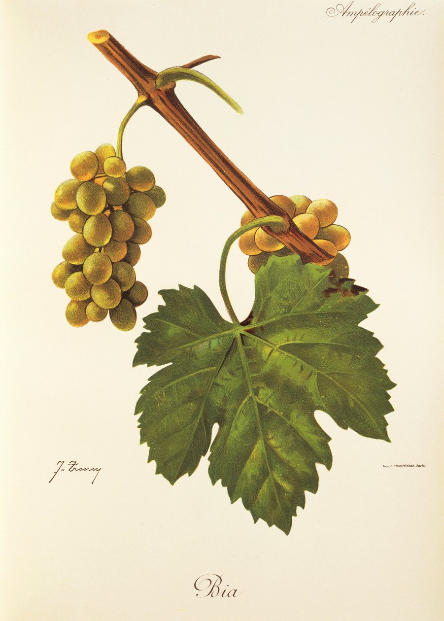 Uva Bia da Jules Troncy