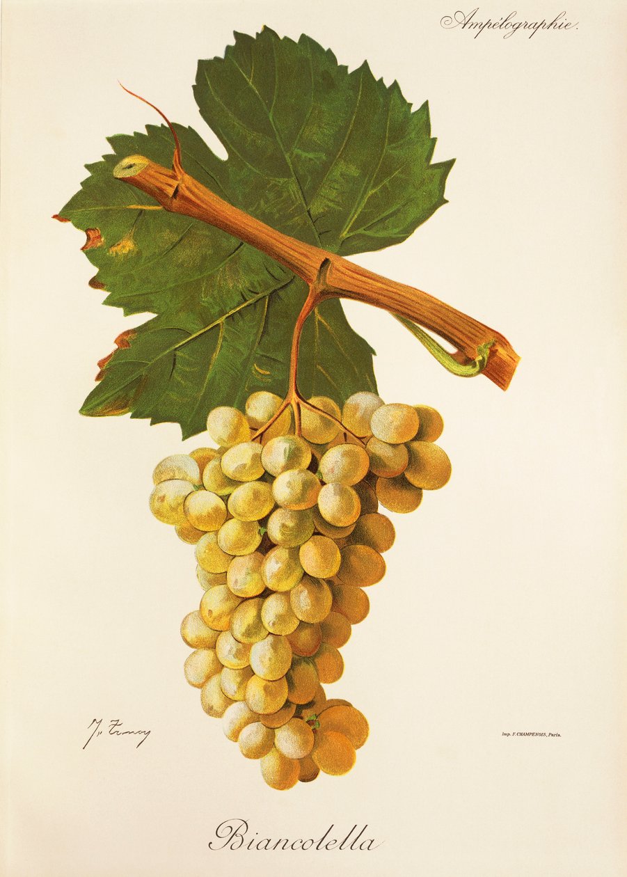 Uva Biancolella da Jules Troncy