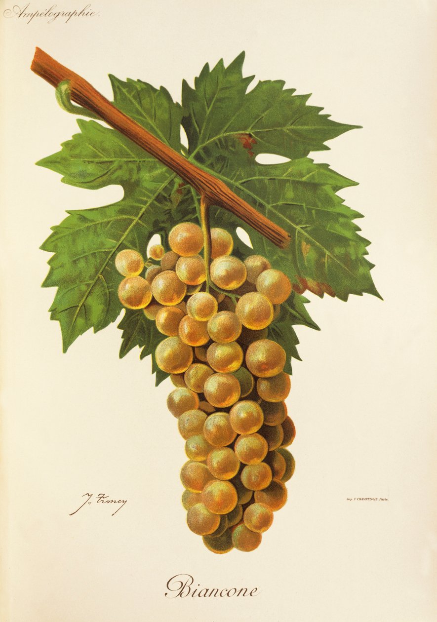 Uva Biancone da Jules Troncy