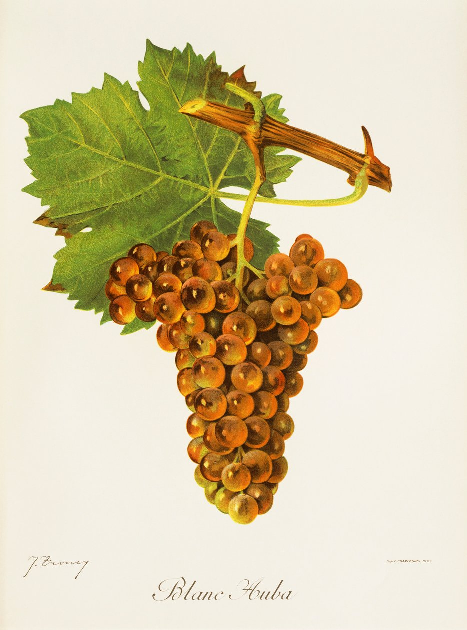 Uva Blanc Auba da Jules Troncy