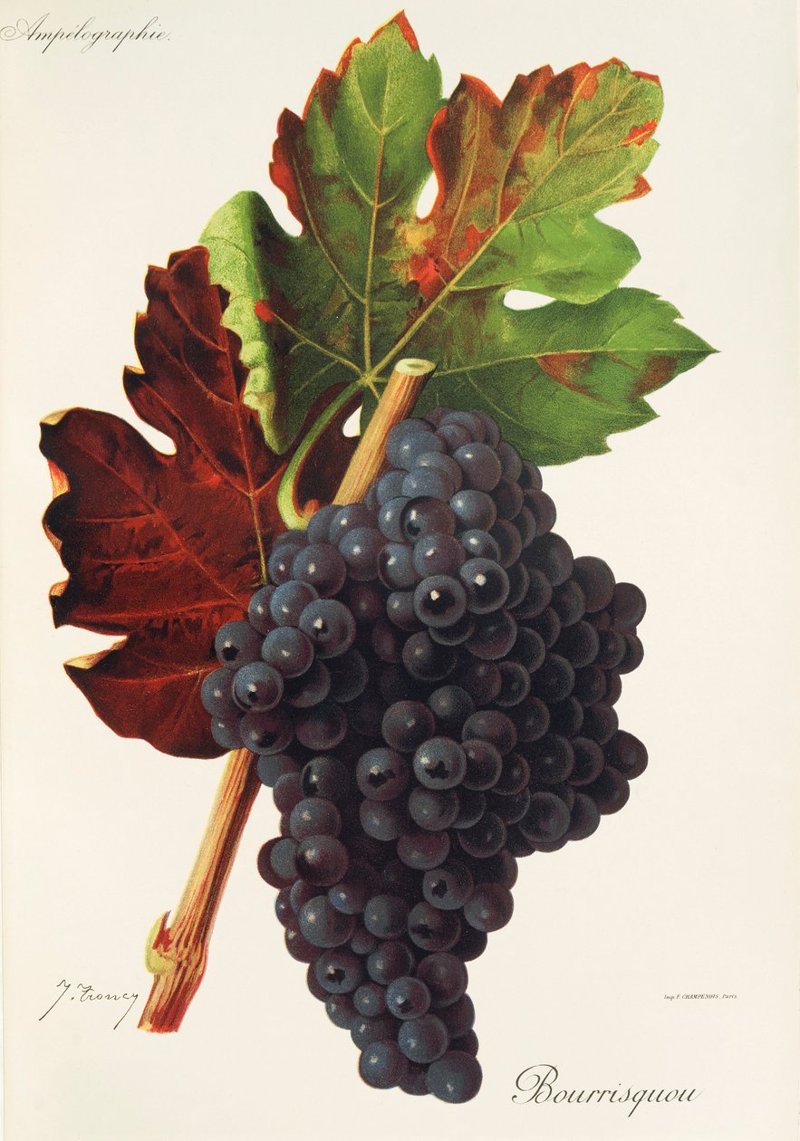 Uva Bourrisquou da Jules Troncy