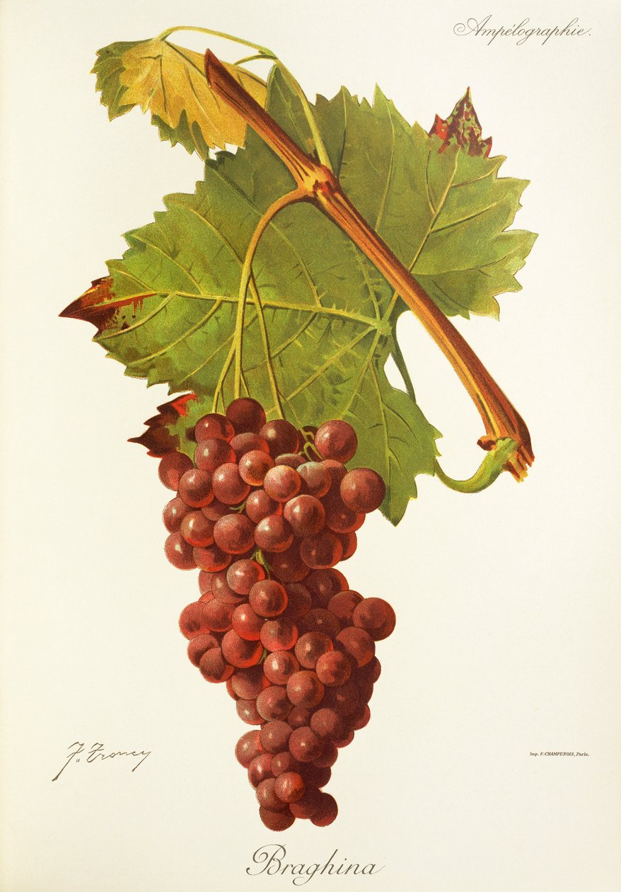 Uva Braghina da Jules Troncy