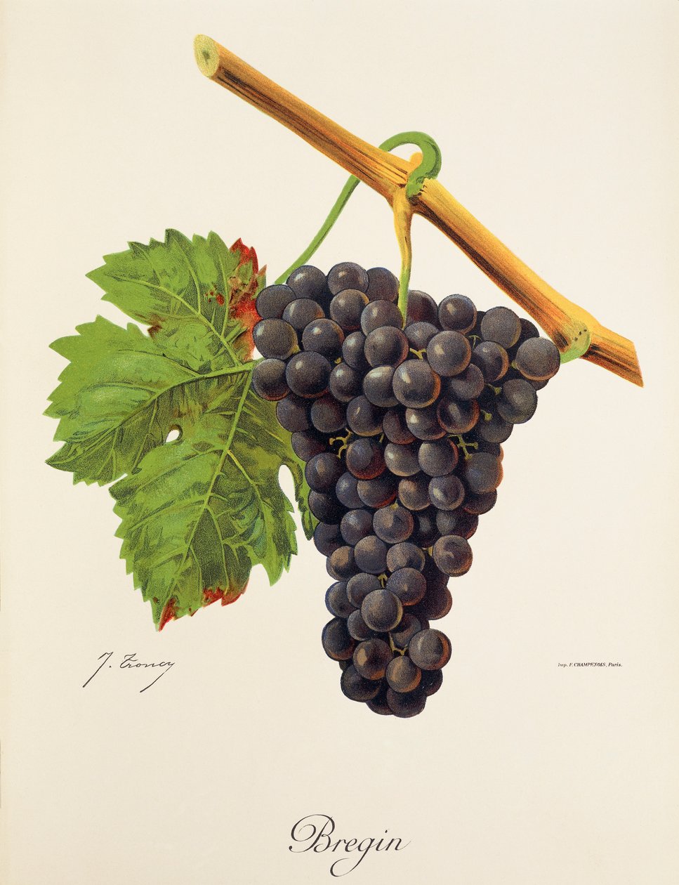 Uva Bregin di J. Troncy da Jules Troncy