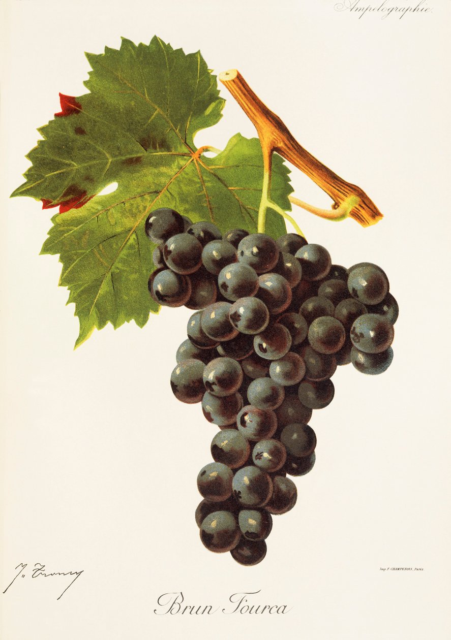 Uva Brun Fourca di J. Troncy da Jules Troncy