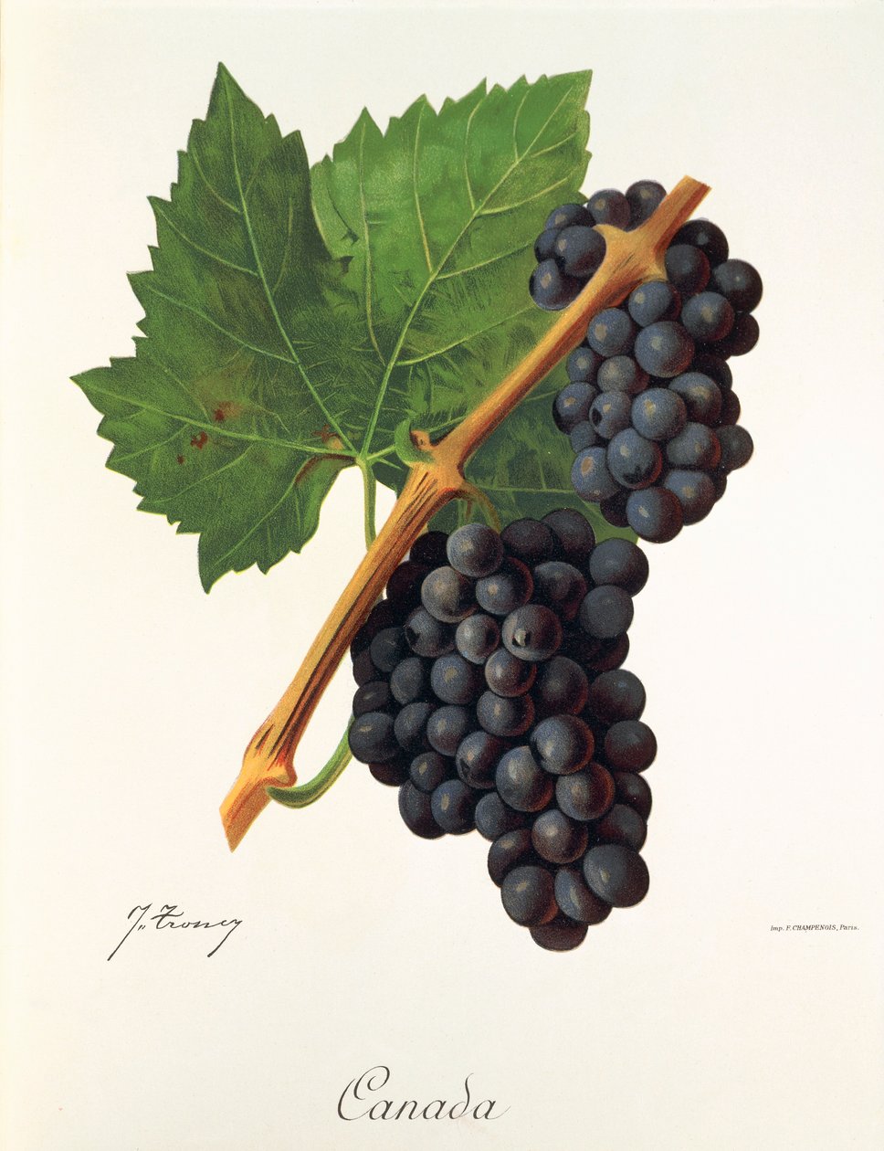 Uva Canada da Jules Troncy