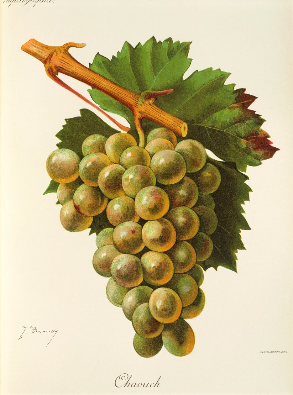 Uva Chaouch di J. Troncy da Jules Troncy