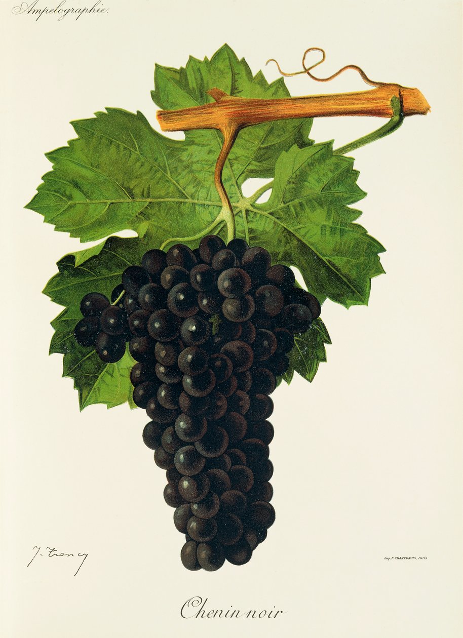 Uva Chenin Noir da Jules Troncy