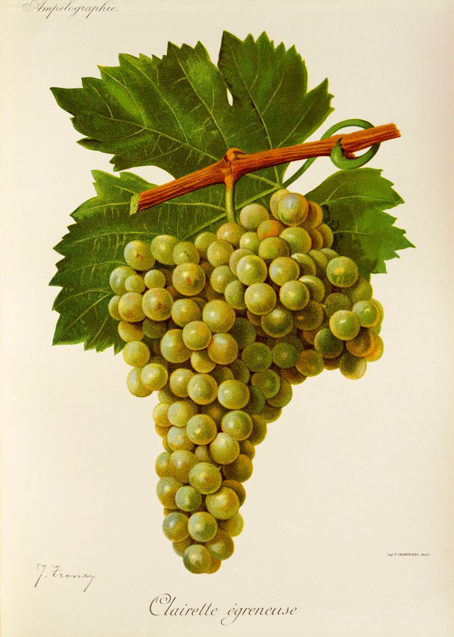 Uva Clairette Egreneuse da Jules Troncy