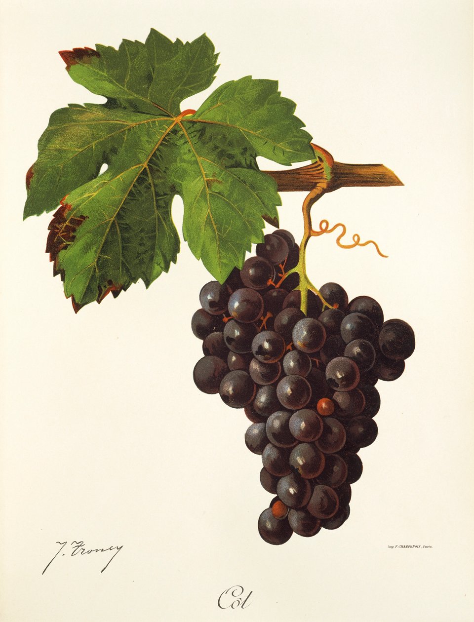 Uva Cot da Jules Troncy