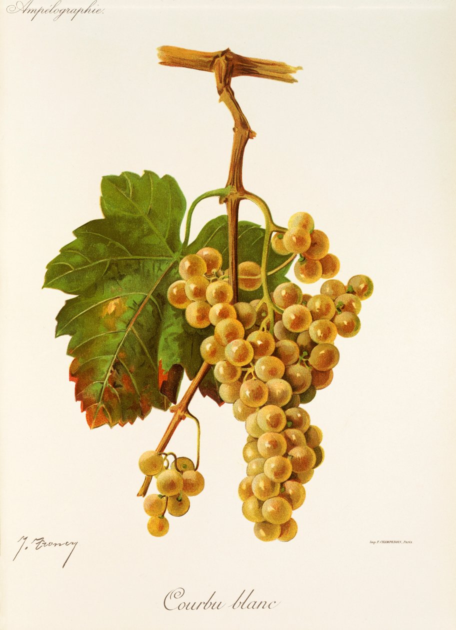 Courbu Blanc da Jules Troncy