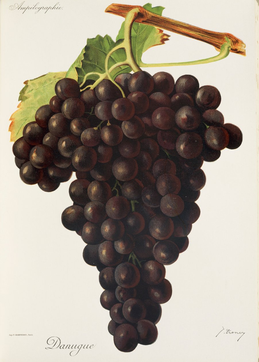 Uva Danugue da Jules Troncy