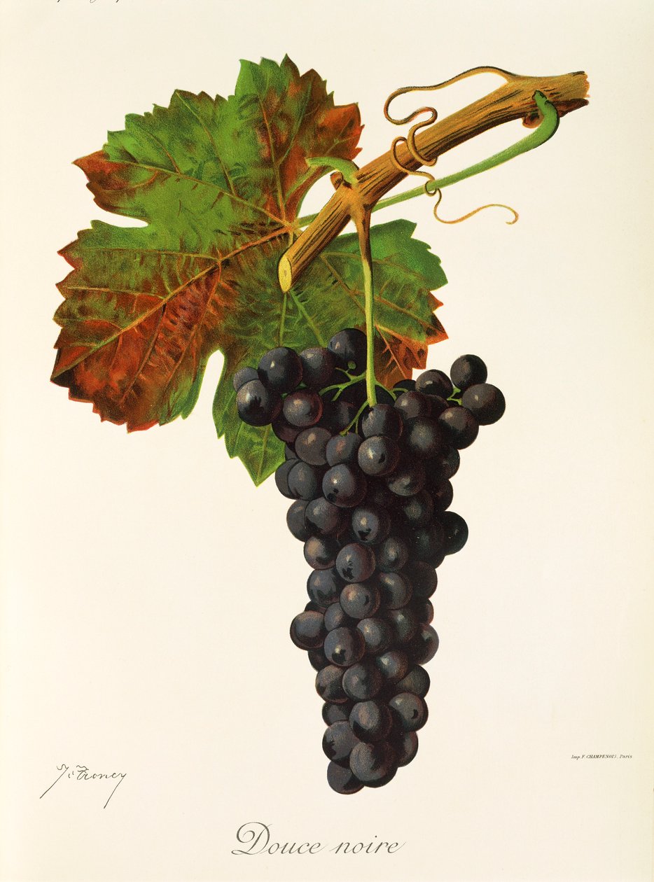 Uva Douce Noire da Jules Troncy