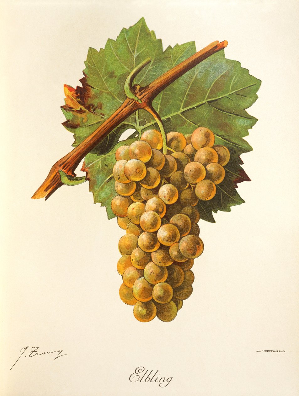 Uva Elbling da Jules Troncy