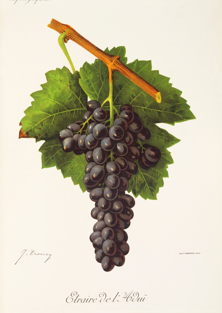 Uva Etraire del