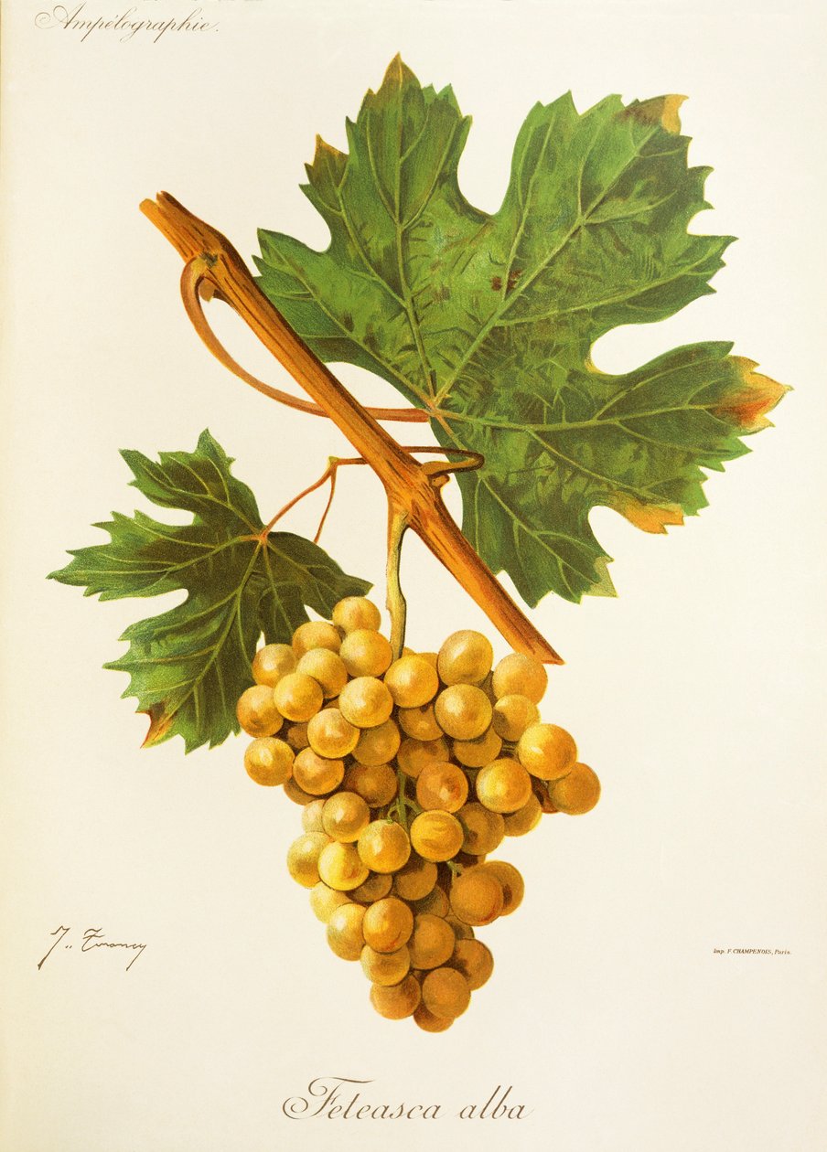 Uva Feteasca Alba da Jules Troncy