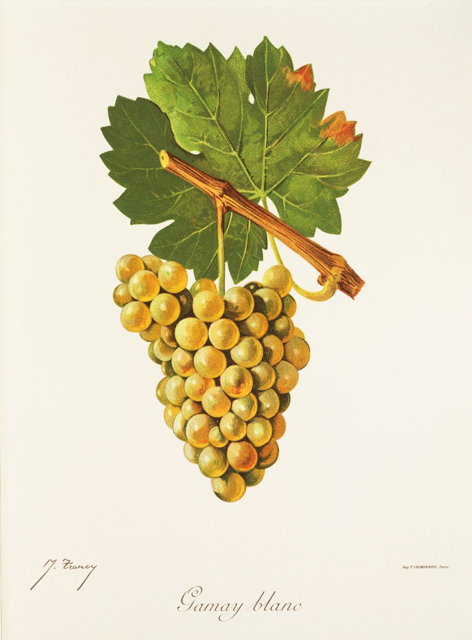 Uva Gamay Blanc da Jules Troncy
