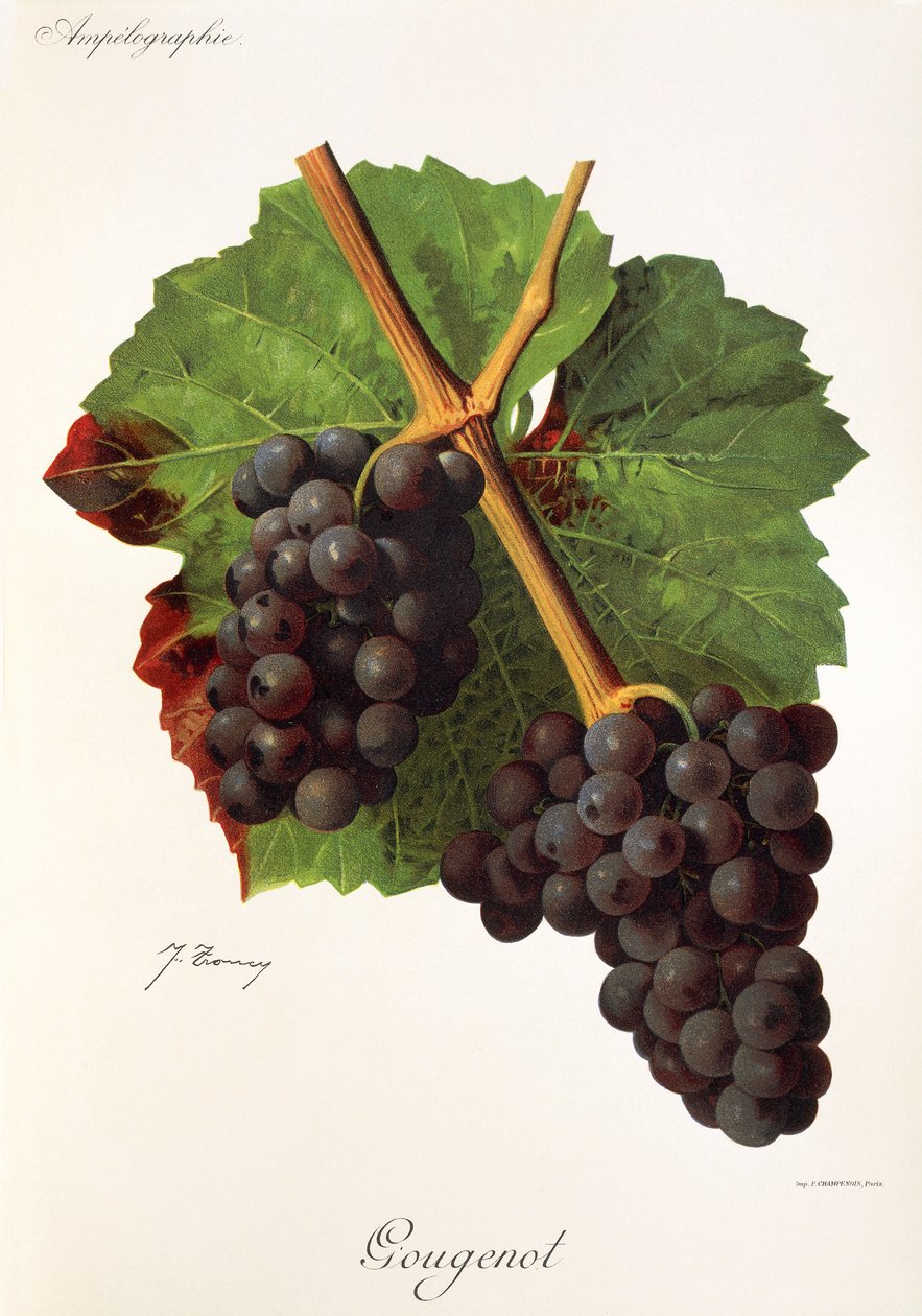 Gougenot da Jules Troncy