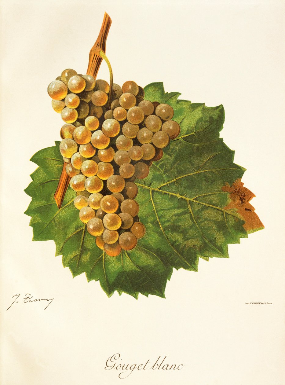 Uva Gouget Blanc da Jules Troncy